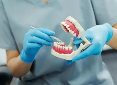 Model of dentures held by a dentist